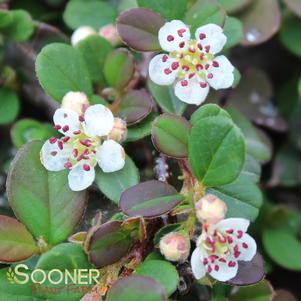 Cotoneaster procumbens 'Gerald'