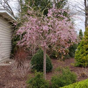 Prunus x 'Pisnshzam'