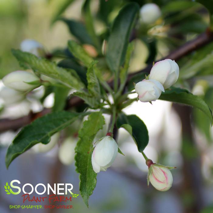 GOLDEN RAINDROPS® CRABAPPLE