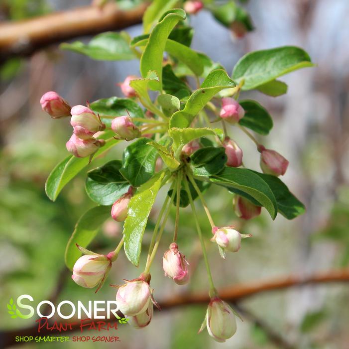 GOLDEN RAINDROPS® CRABAPPLE