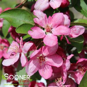 Malus x 'Indian Magic'