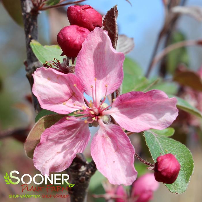 PRAIRIFIRE CRABAPPLE