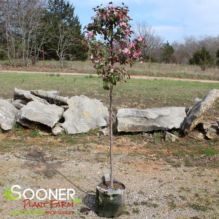 Image property of Sooner Plant Farm, Inc.