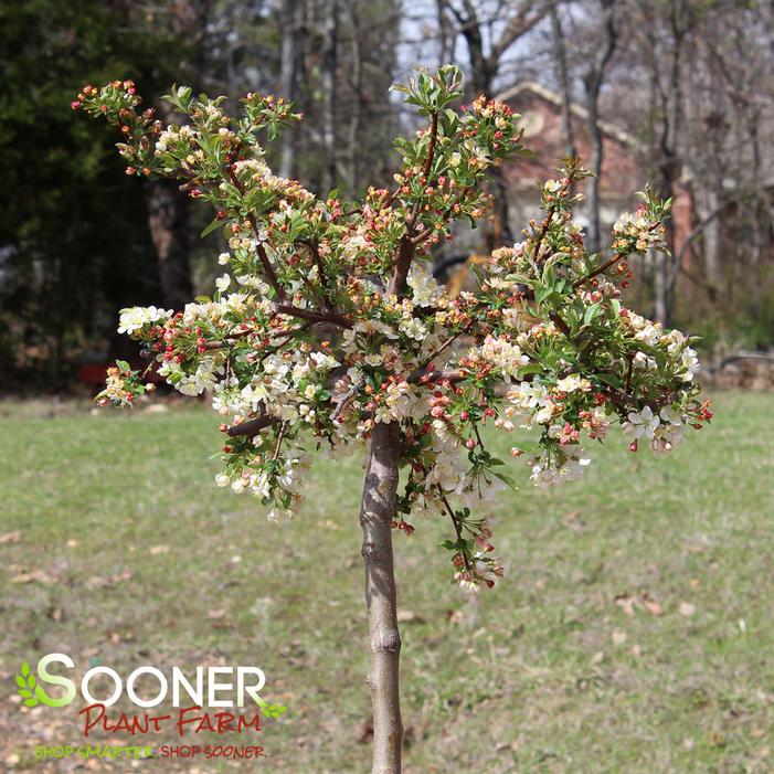 Image Property of Sooner Plant Farm