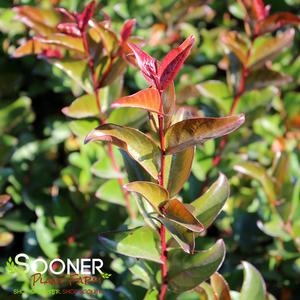 BERRY DAZZLE® CRAPEMYRTLE