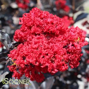 BLACK DIAMOND® BEST RED CRAPEMYRTLE