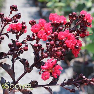 BLACK DIAMOND® BEST RED CRAPEMYRTLE