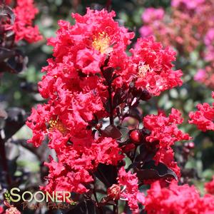 BLACK DIAMOND® CRIMSON RED CRAPEMYRTLE