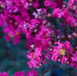 BLACK DIAMOND® MYSTIC MAGENTA CRAPEMYRTLE