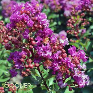 Lagerstroemia x 'Purple Magic'