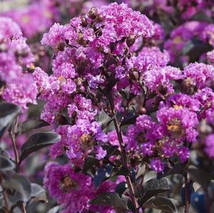 BLACK DIAMOND® PURELY PURPLE CRAPEMYRTLE