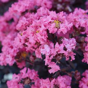 BLACK DIAMOND® SHELL PINK CRAPEMYRTLE