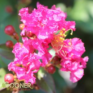 Lagerstroemia x 'Plum Magic'