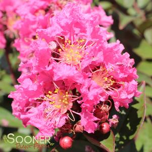 Lagerstroemia x 'Coral Magic'