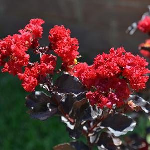 Lagerstroemia x 'Ebony Flame'