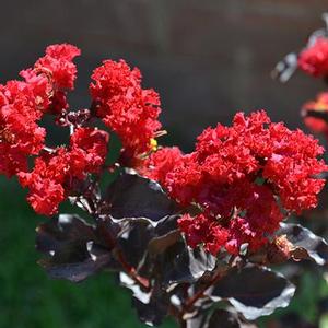 EBONY FLAME CRAPEMYRTLE