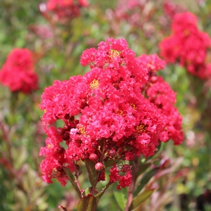 ENDURING SUMMER™ RED CRAPEMYRTLE