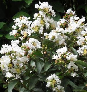 ENDURING SUMMER™ WHITE CRAPEMYRTLE