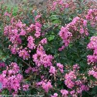 INFINITINI® BRITE PINK CRAPEMYRTLE