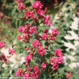 INFINITINI® BRITE PINK CRAPEMYRTLE