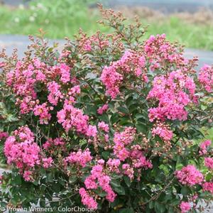 INFINITINI® BRITE PINK CRAPEMYRTLE