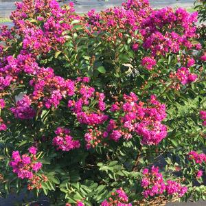 INFINITINI® PURPLE CRAPEMYRTLE