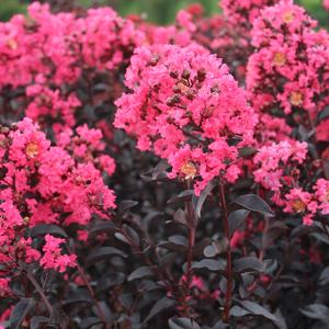 MIDNIGHT MAGIC™ CRAPEMYRTLE