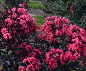 MIDNIGHT MAGIC™ CRAPEMYRTLE