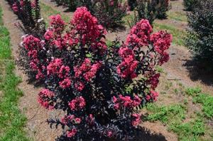 MIDNIGHT MAGIC™ CRAPEMYRTLE