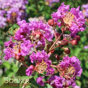 Lagerstroemia indica 'Catawba'