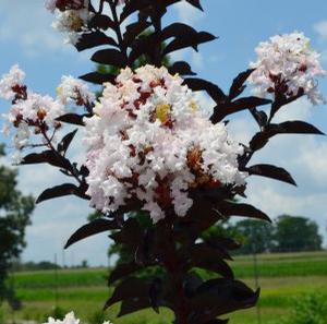 MOONLIGHT MAGIC™ CRAPEMYRTLE