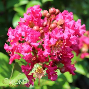 Lagerstroemia x fauriei 'Tonto'