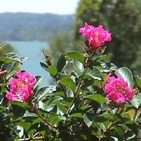 POCOMOKE CRAPEMYRTLE