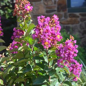 Lagerstroemia x 'GA 010'