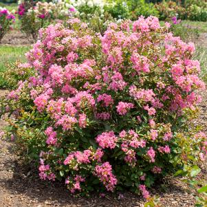 Lagerstroemia indica 'Bellaggua'