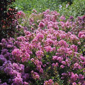 PRINCESS LYLA™ CRAPEMYRTLE