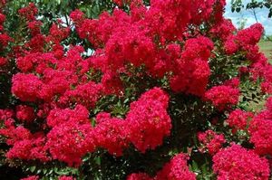 RED ROOSTER® CRAPEMYRTLE