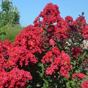 Lagerstroemia x 'GA 0701'