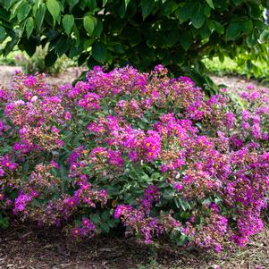 Lagerstroemia indica 'Congrabel'