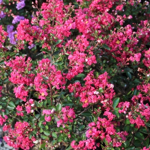 STRAWBERRY DAZZLE® CRAPEMYRTLE