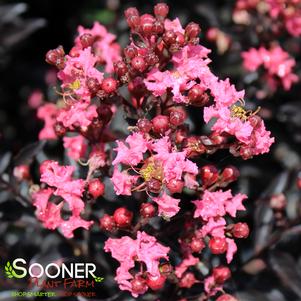 Lagerstroemia x 'SMNLIJ'