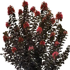 THUNDERSTRUCK™ CORAL BOOM™ CRAPEMYRTLE