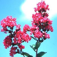 TONTO CRAPEMYRTLE