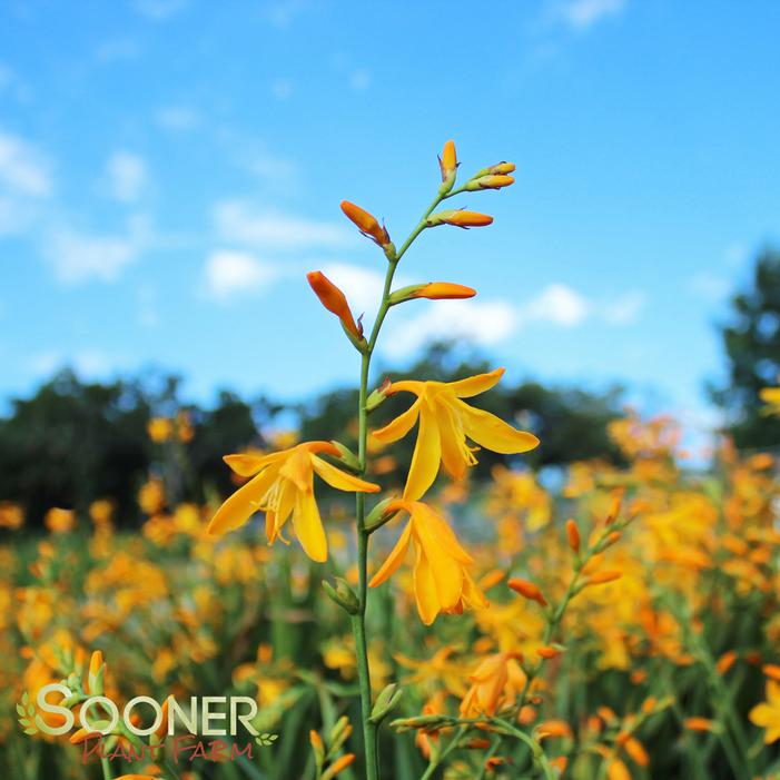 GEORGE DAVIDSON MONTBRETIA