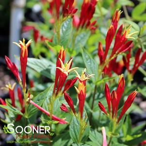 Spigelia marilandica 'Little Redhead'