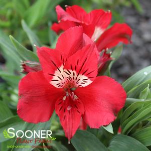 Alstroemeria x 'Zaprikate'