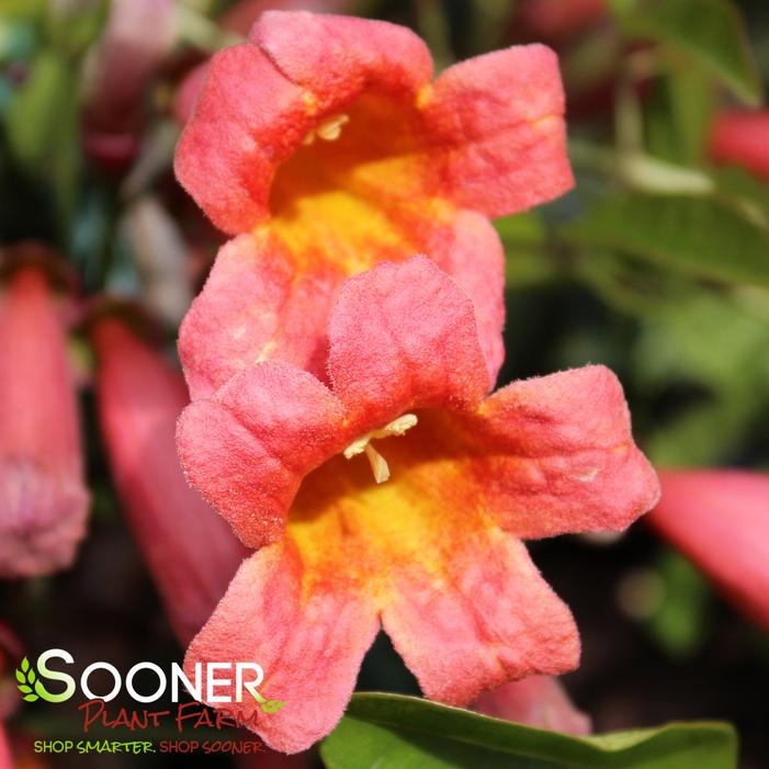 TANGERINE BEAUTY CROSSVINE