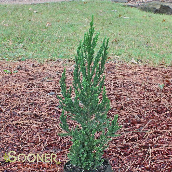 BLACK DRAGON JAPANESE CRYPTOMERIA