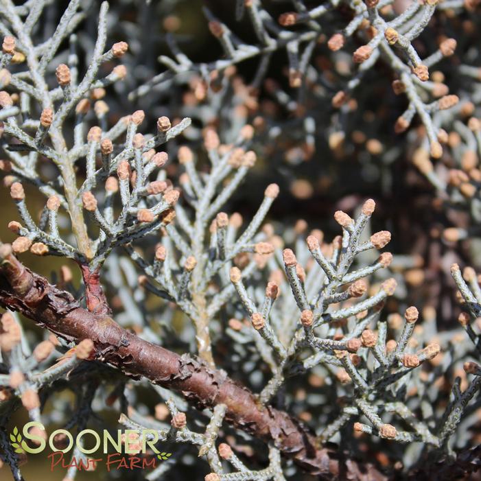 BLUE ICE ARIZONA CYPRESS