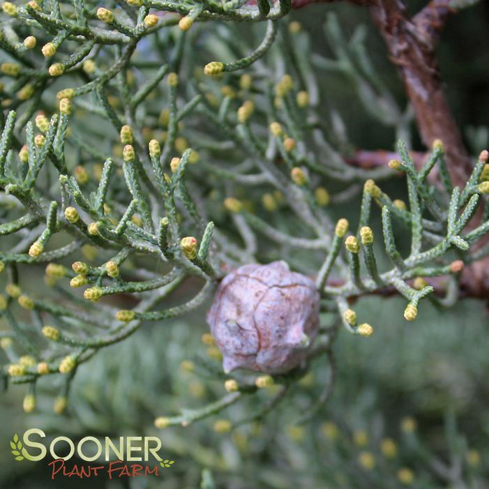 BLUE ICE ARIZONA CYPRESS